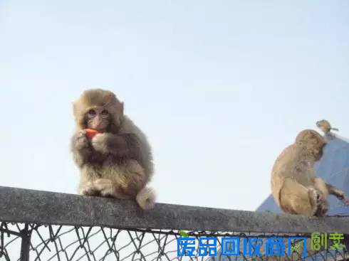 孙悟空是金丝猴还是猕猴? 这些猴事儿你未必都清楚[图]