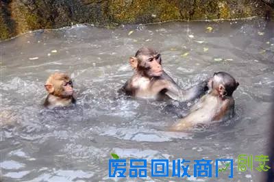 孙悟空是金丝猴还是猕猴? 这些猴事儿你未必都清楚[图]