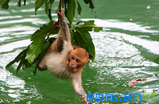 孙悟空是金丝猴还是猕猴? 这些猴事儿你未必都清楚[图]