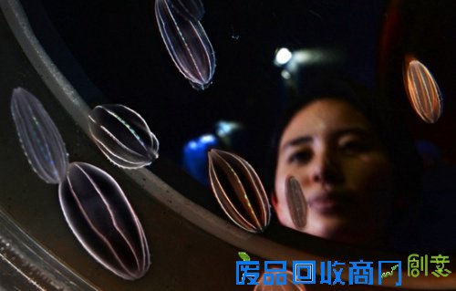 日本现会发光的彩虹水母：晶莹梦幻似深海精灵