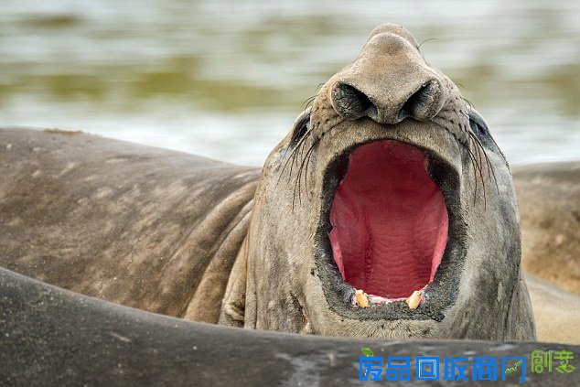 象海豹放声歌唱神似人类滑稽可爱（组图）
