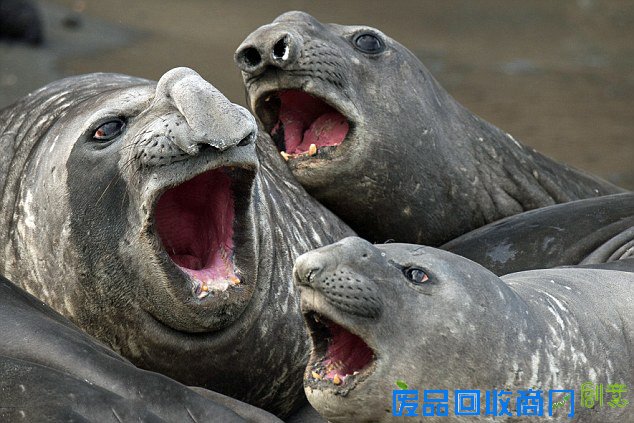 象海豹放声歌唱神似人类滑稽可爱（组图）