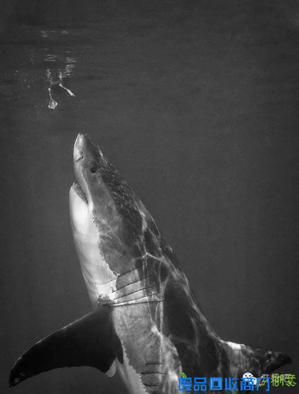 她用海浪，拍了一幅纯白唯美的婚纱照，美哭了