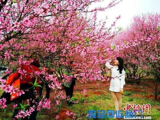 美女花丛中拍照