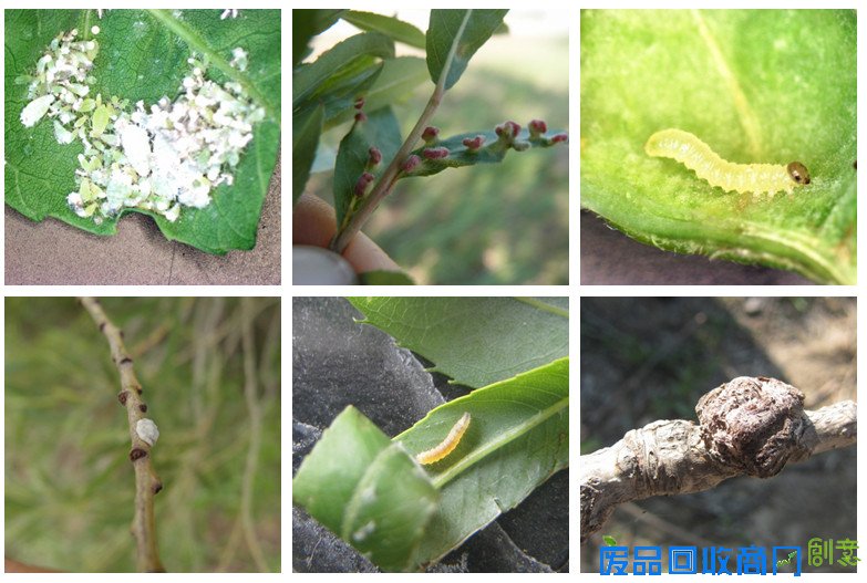 我区林业有害生物及昆虫普查取得阶段性成果