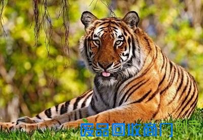 企鹅获救后每年游八千公里看恩人 唐山大地震灵狐报恩 男子救蛇一命蛇竟救活