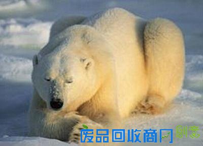 企鹅获救后每年游八千公里看恩人 唐山大地震灵狐报恩 男子救蛇一命蛇竟救活