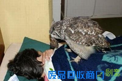 企鹅获救后每年游八千公里看恩人 唐山大地震灵狐报恩 男子救蛇一命蛇竟救活