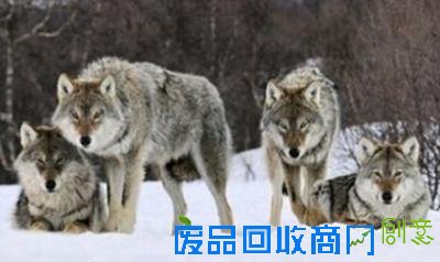 企鹅获救后每年游八千公里看恩人 唐山大地震灵狐报恩 男子救蛇一命蛇竟救活