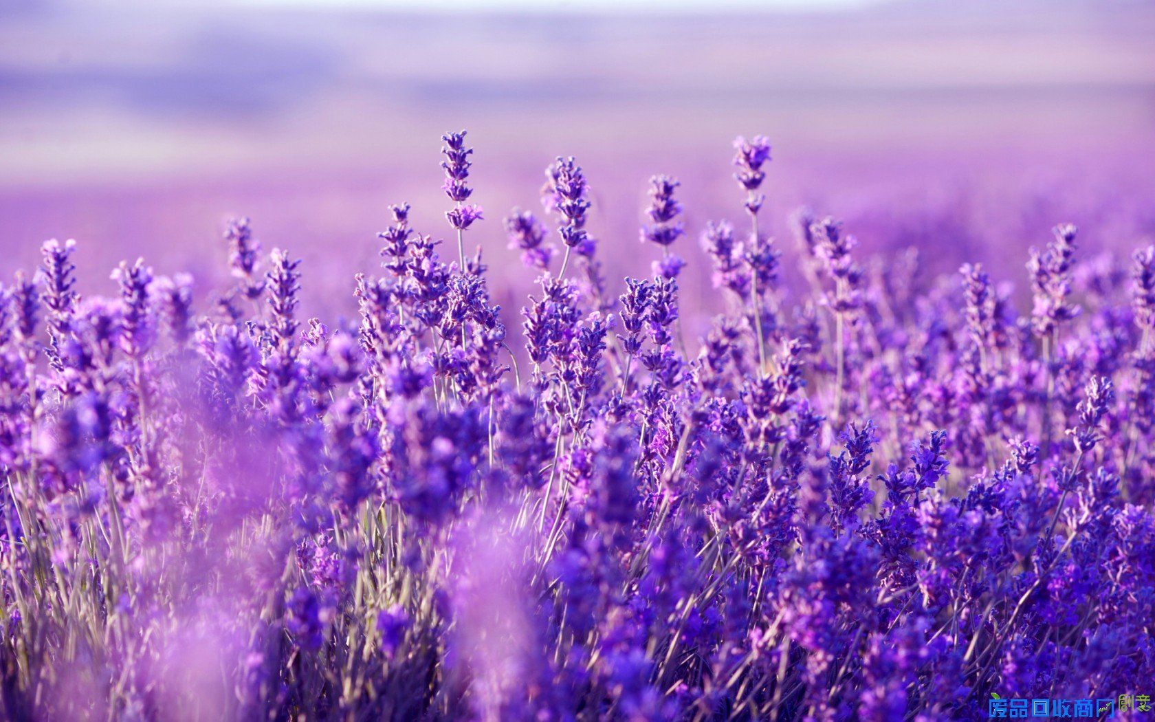 朱利安巴恩斯经典语录 朱利安巴恩斯经典语录