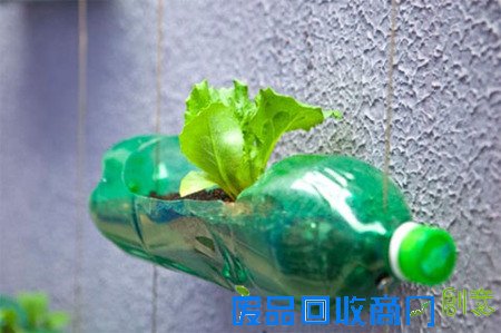 【家居生活】创意DIY塑料瓶垂直花园
