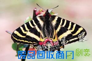 昆虫分布万州种类最多 大渡口最少 重庆虫事你知道吗?