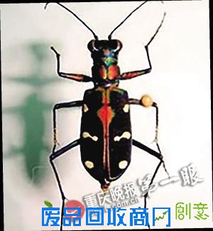 昆虫分布万州种类最多 大渡口最少 重庆虫事你知道吗?