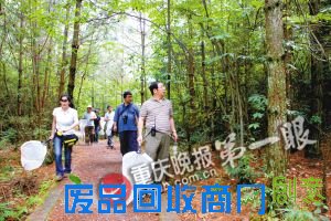 昆虫分布万州种类最多 大渡口最少 重庆虫事你知道吗?