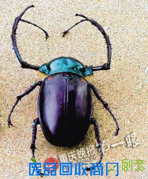 昆虫分布万州种类最多 大渡口最少 重庆虫事你知道吗?