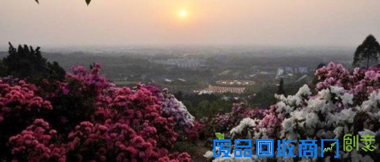 3月新津赏花最全攻略