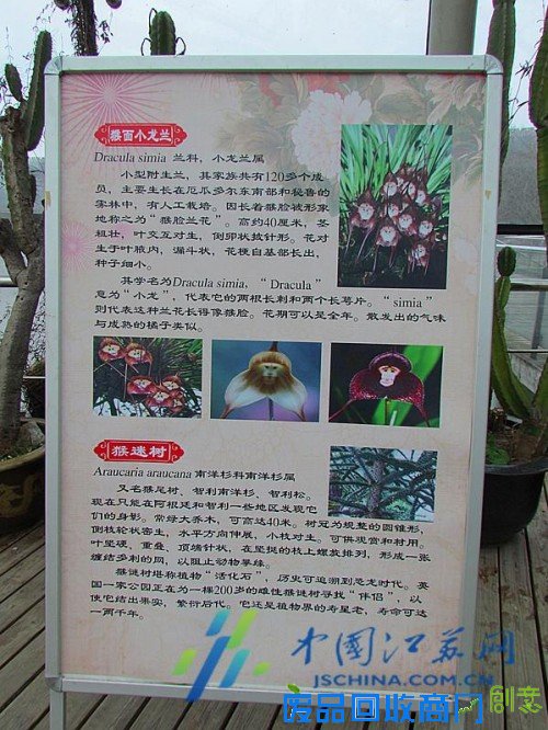 南京中山植物园在园区展示“猴植物”!