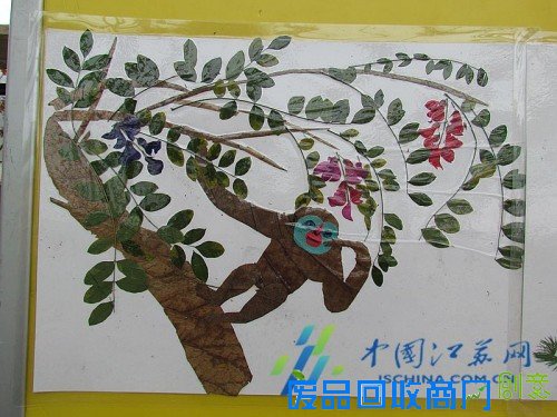 南京中山植物园在园区展示“猴植物”!