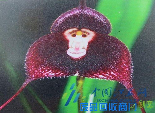 南京中山植物园在园区展示“猴植物”!