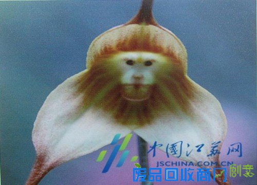 南京中山植物园在园区展示“猴植物”!