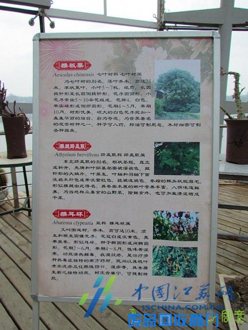 南京中山植物园在园区展示“猴植物”!