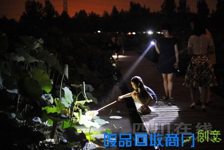 成都“荷塘月色”孩子捡福寿螺成乐趣 专家称螺体内寄生虫多