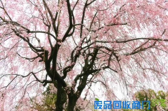 春意盎然 安吉凯迪拉克邀您来约“惠