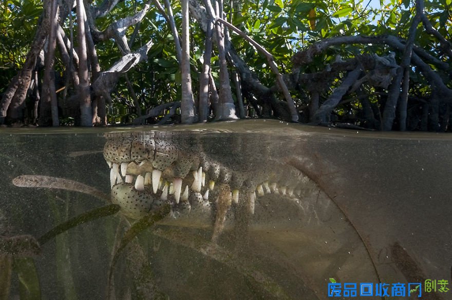 摄影师记录水波下的唯美世界