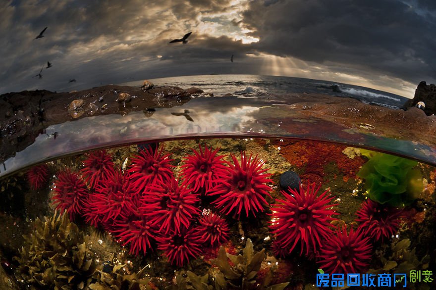 摄影师记录水波下的唯美世界