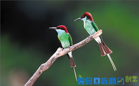 广东最美的鸟儿:蓝喉蜂虎