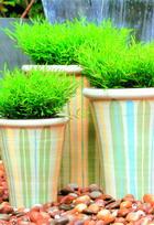 DIY：自家中打造可爱小花园