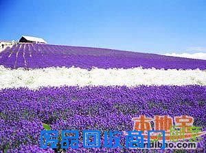 北京的普罗旺斯——紫海香堤艺术庄园