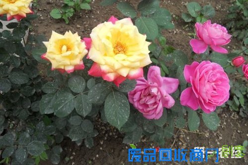 切花月季是什么？切花月季和庭院月季的区别