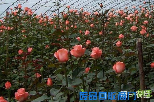 切花月季是什么？切花月季和庭院月季的区别