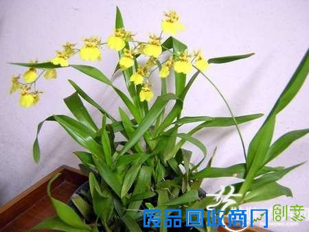 文心兰的养殖方法