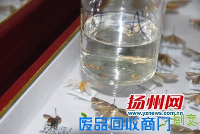 用福尔马林泡着的幼虫标本