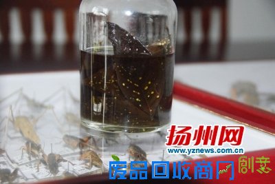 用福尔马林泡着的虫卵标本