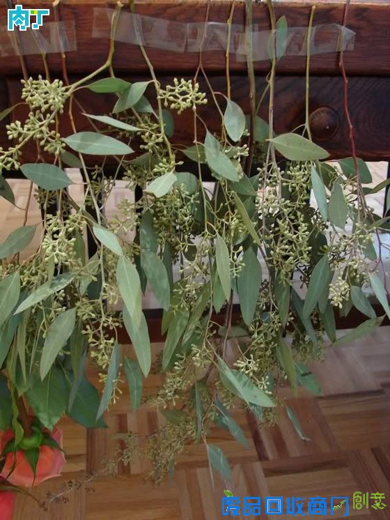 细说干花制作方法 干花制作工艺详细步骤图解╭★肉丁园艺网