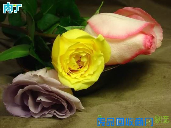 细说干花制作方法 干花制作工艺详细步骤图解╭★肉丁园艺网