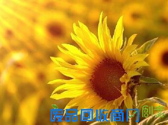 高中优秀作文素材:汪国真120句经典诗歌