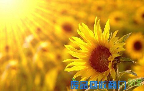 高中优秀作文素材:汪国真120句经典诗歌