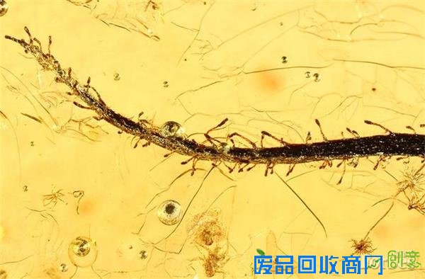 最不可思议的琥珀标本：千万年前的时光剪影