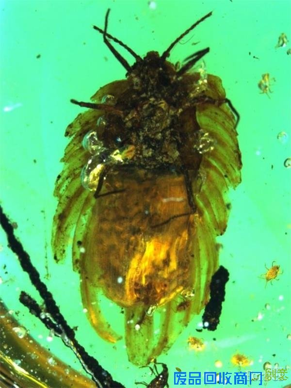 最不可思议的琥珀标本：千万年前的时光剪影