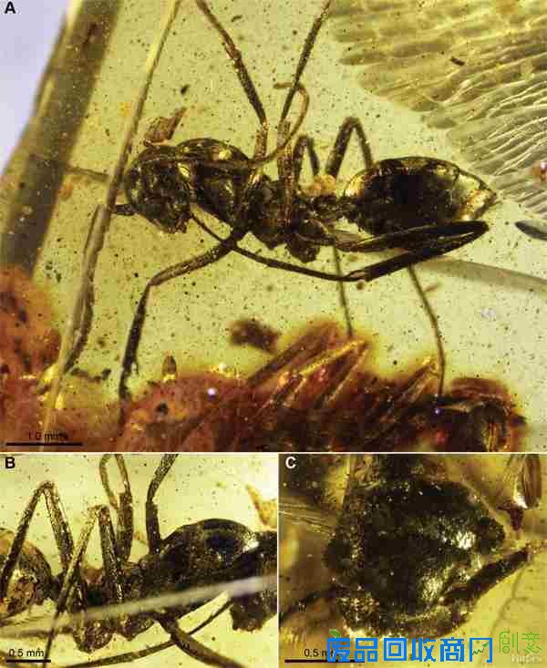 最不可思议的琥珀标本：千万年前的时光剪影