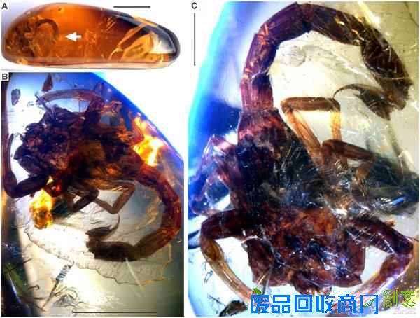 最不可思议的琥珀标本：千万年前的时光剪影