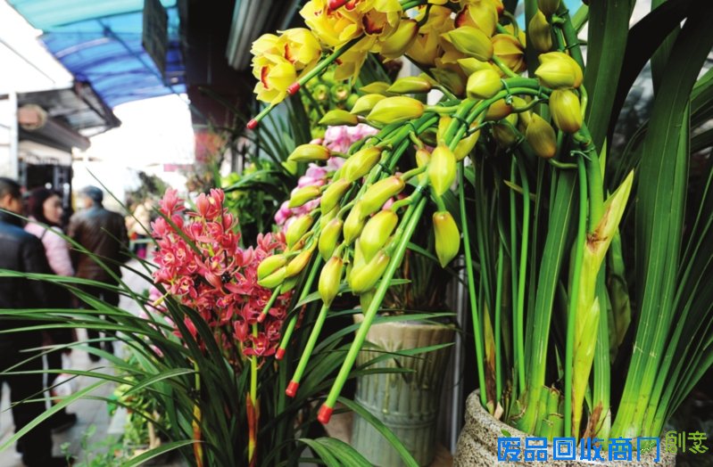 　　花卉市场花样多
