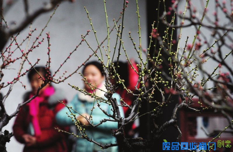 冬游苏州体验苏式生活 感受幸福江南