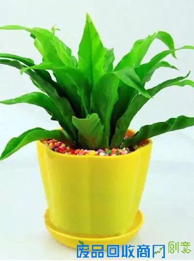 隆诗大婚羡煞单身狗 家居风水让你桃花旺