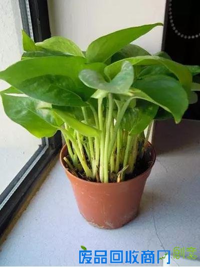 隆诗大婚羡煞单身狗 家居风水让你桃花旺