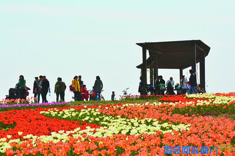 又是一年春天到 周末成都周边赏花看过来(组图)